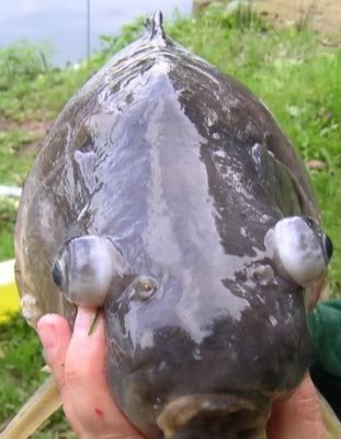 eyeball_carp (1).jpg
