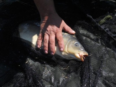 Picture 099 (Small).jpg