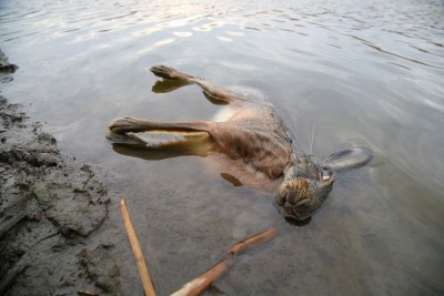 DPP_00051111.jpg
